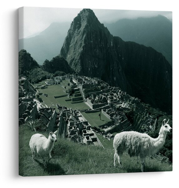 Obraz - Lamy na Machu Picchu v Peru (30x30 cm)