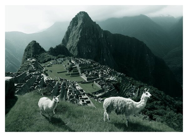 Skleněný obraz - Lamy na Machu Picchu v Peru (70x50 cm)