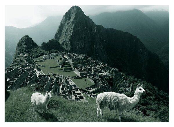 Obraz - Lamy na Machu Picchu v Peru (70x50 cm)