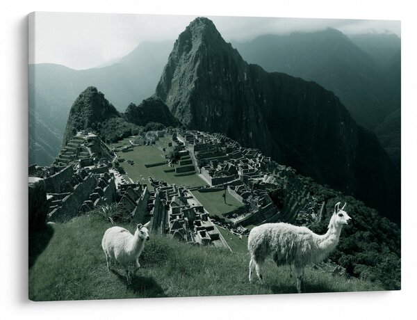 Obraz - Lamy na Machu Picchu v Peru (70x50 cm)