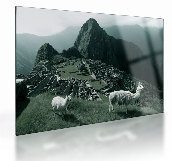 Skleněný obraz - Lamy na Machu Picchu v Peru (70x50 cm)