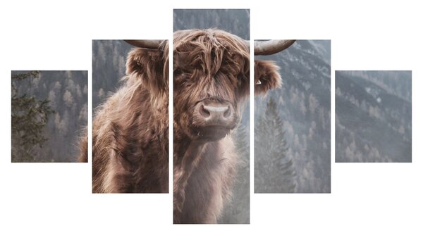 Obraz - Highlander kráva (125x70 cm)