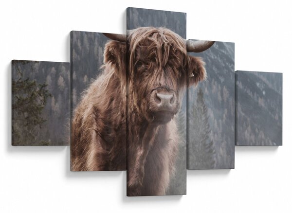Obraz - Highlander kráva (125x70 cm)