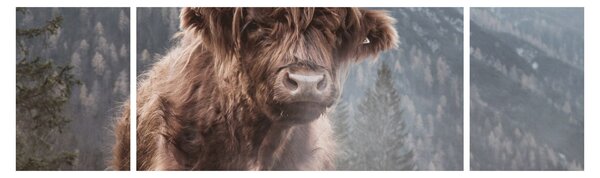 Obraz - Highlander kráva (170x50 cm)