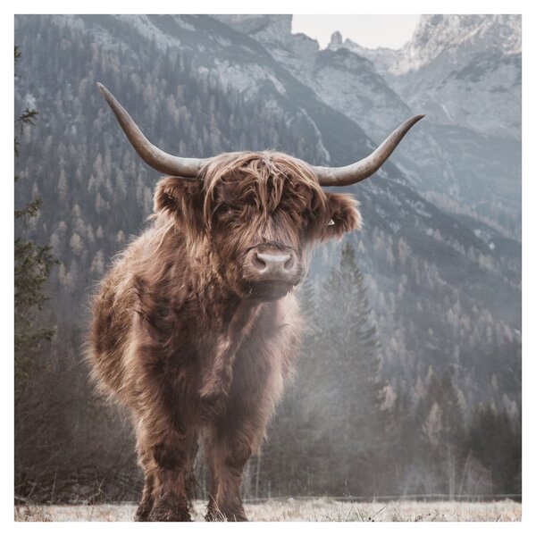 Obraz - Highlander kráva (30x30 cm)