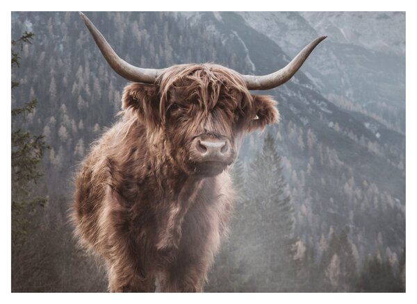 Obraz - Highlander kráva (70x50 cm)