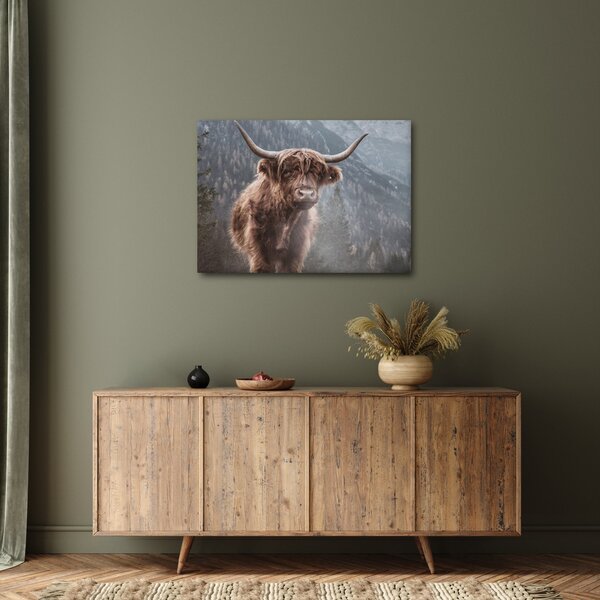 Obraz - Highlander kráva (70x50 cm)