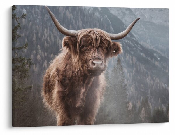 Obraz - Highlander kráva (70x50 cm)