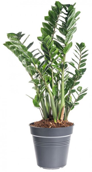 Kulkas zamiolistý, Zamioculcas zamiifolia, průměr květináče 30 cm