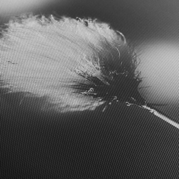 Obraz - Černobílý cottongrass (30x30 cm)