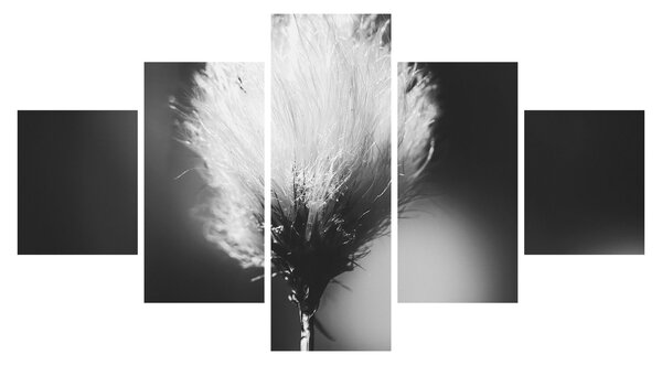 Obraz - Černobílý cottongrass (125x70 cm)