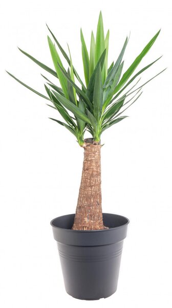 Juka pokojová, Yucca, na kmínku, průměr květináče 23 cm
