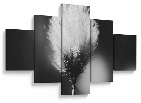Obraz - Černobílý cottongrass (125x70 cm)