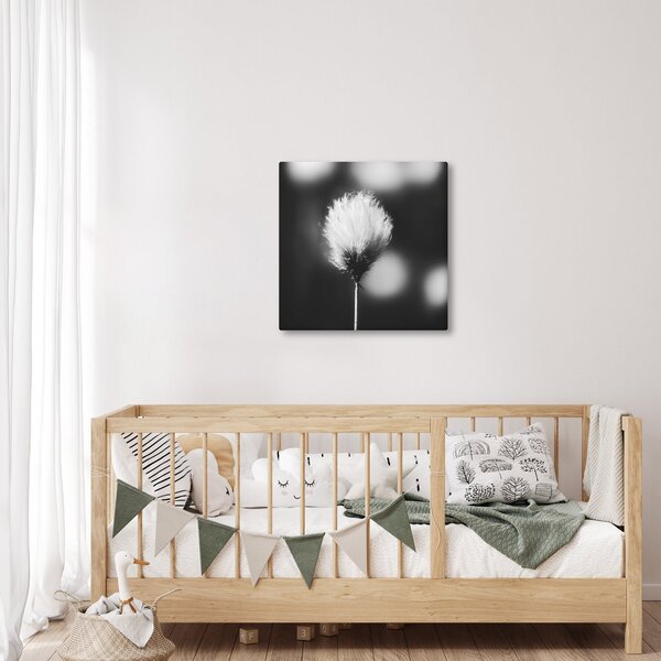 Obraz - Černobílý cottongrass (30x30 cm)