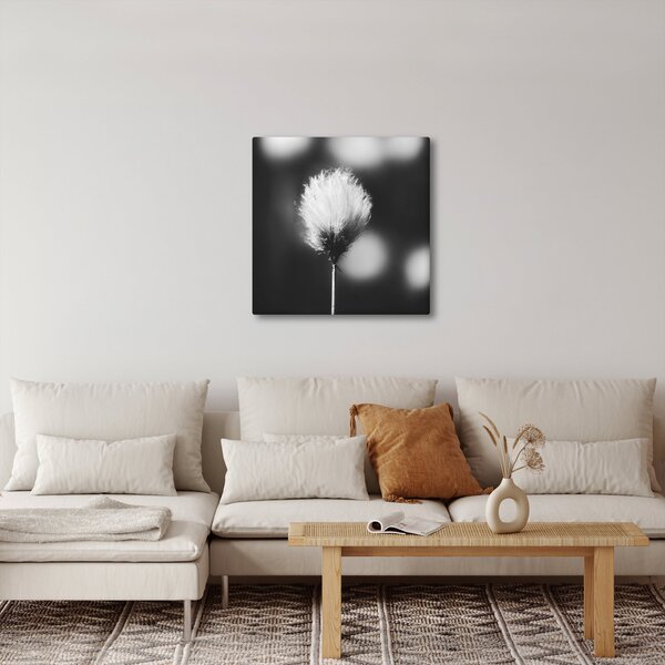 Obraz - Černobílý cottongrass (30x30 cm)