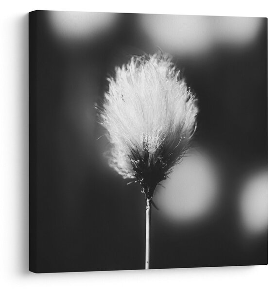 Obraz - Černobílý cottongrass (30x30 cm)