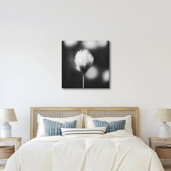 Obraz - Černobílý cottongrass (30x30 cm)