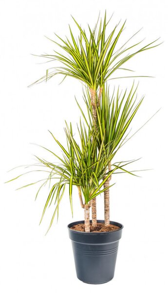 Dračinec vroubený, Dracaena marginata Sunray, 3 výhony, průměr květináče 21 cm