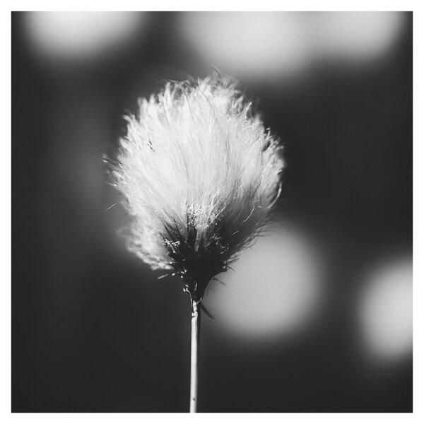 Obraz - Černobílý cottongrass (30x30 cm)