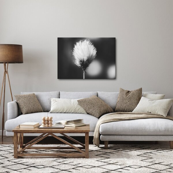 Obraz - Černobílý cottongrass (70x50 cm)