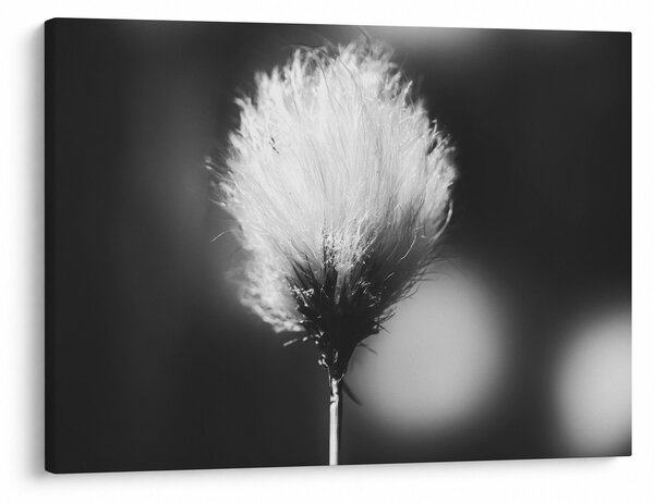 Obraz - Černobílý cottongrass (70x50 cm)