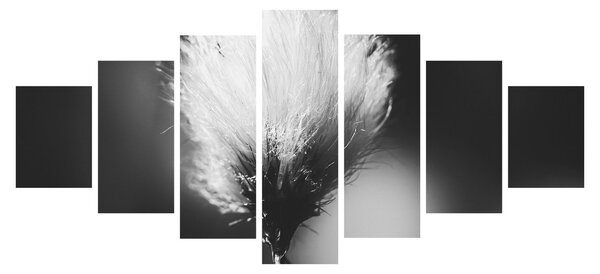 Obraz - Černobílý cottongrass (210x100 cm)