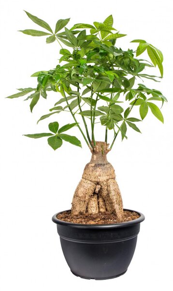 Pachira vodní, Pachira aquatica, průměr květináče 40 cm