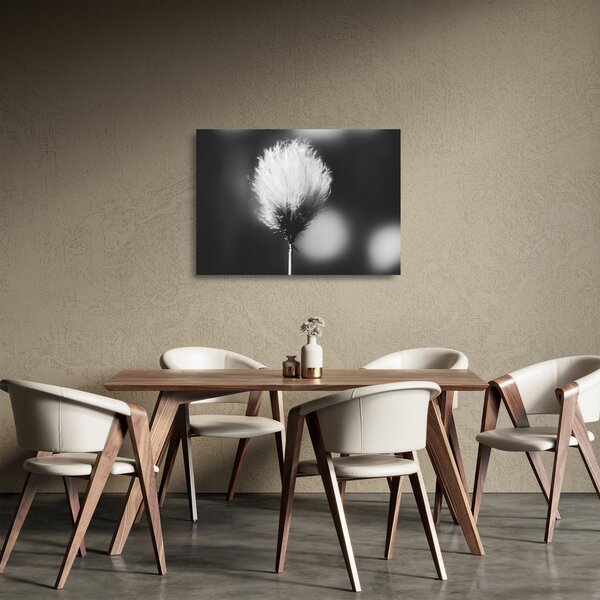 Skleněný obraz - Černobílý cottongrass (70x50 cm)