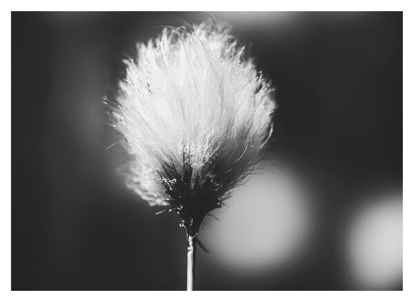 Obraz - Černobílý cottongrass (70x50 cm)