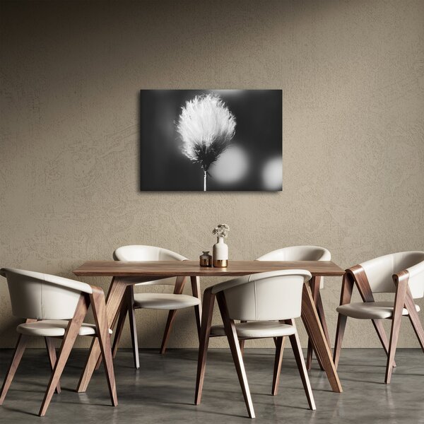 Obraz - Černobílý cottongrass (70x50 cm)