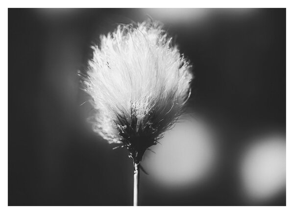 Skleněný obraz - Černobílý cottongrass (70x50 cm)