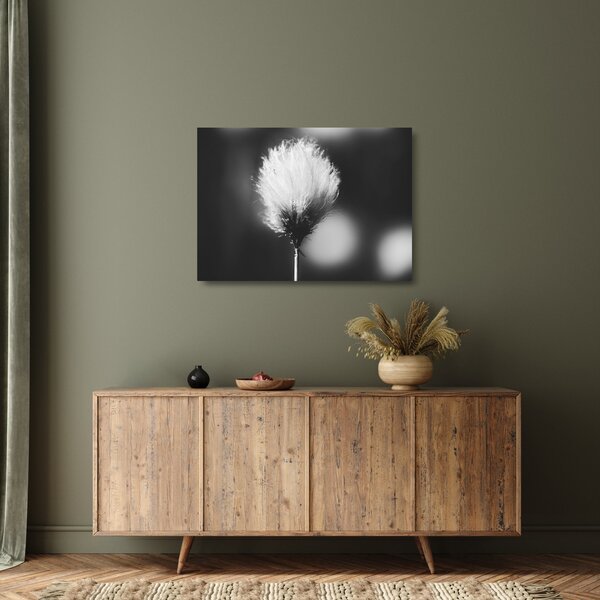 Skleněný obraz - Černobílý cottongrass (70x50 cm)