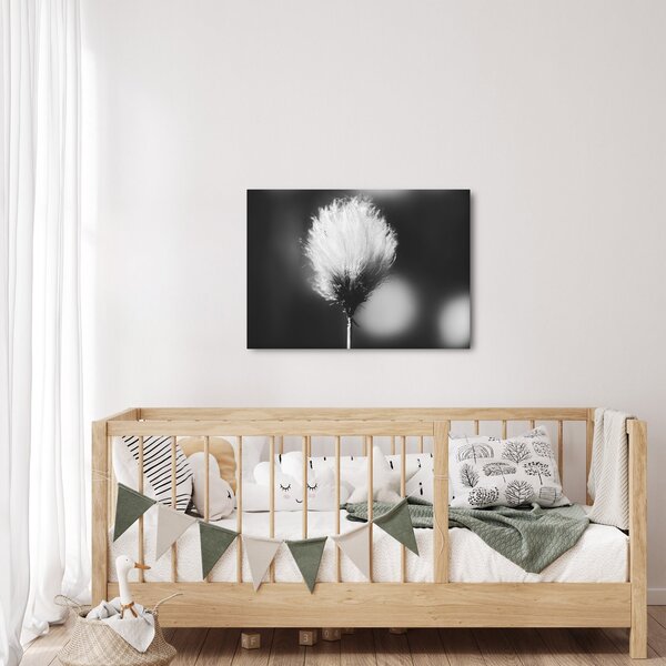 Obraz - Černobílý cottongrass (70x50 cm)