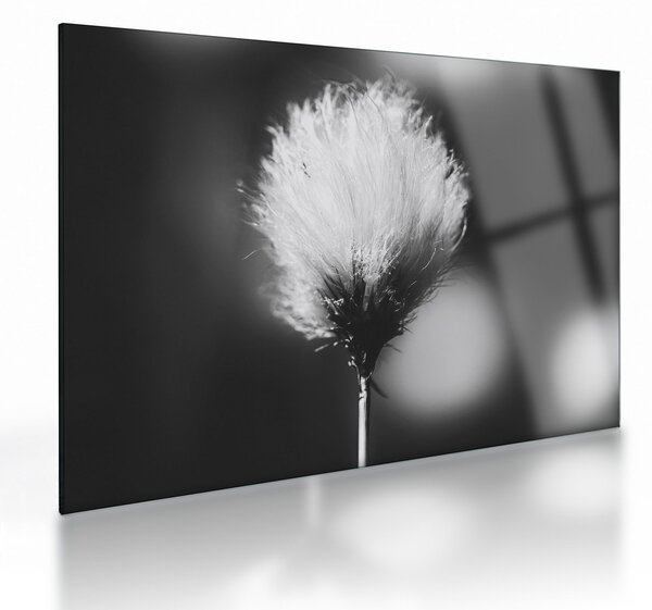 Skleněný obraz - Černobílý cottongrass (70x50 cm)