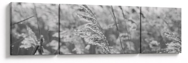Obraz - Tráva ve větru (170x50 cm)