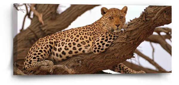 Sablio Obraz Levhart 2 - 110x50 cm