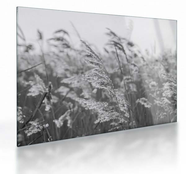 Skleněný obraz - Tráva ve větru (70x50 cm)