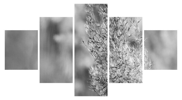 Obraz - Boho pampas grass (125x70 cm)