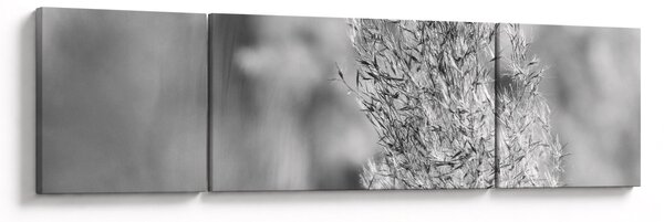 Obraz - Boho pampas grass (170x50 cm)