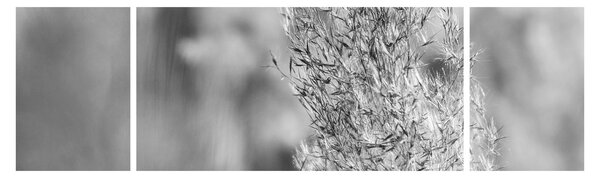 Obraz - Boho pampas grass (170x50 cm)