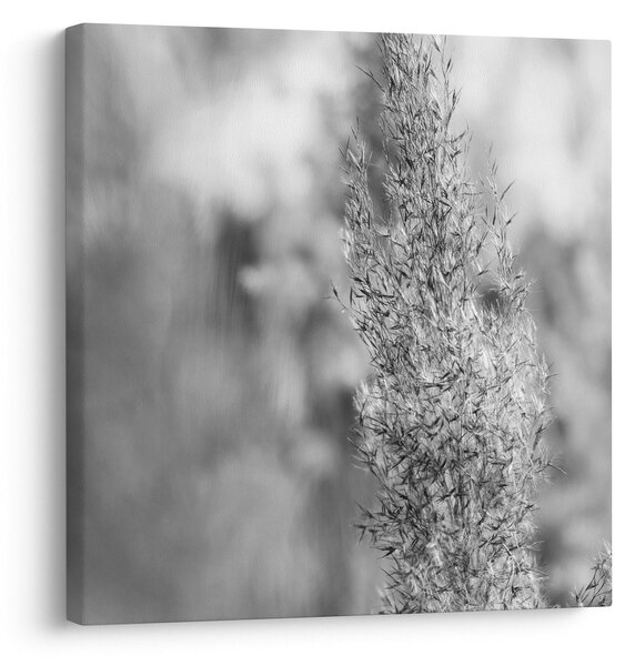 Obraz - Boho pampas grass (30x30 cm)