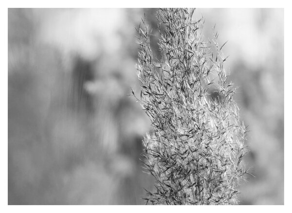 Obraz - Boho pampas grass (70x50 cm)