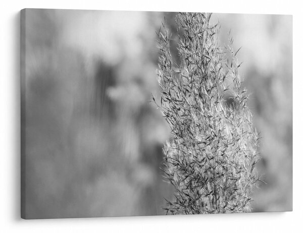 Obraz - Boho pampas grass (70x50 cm)