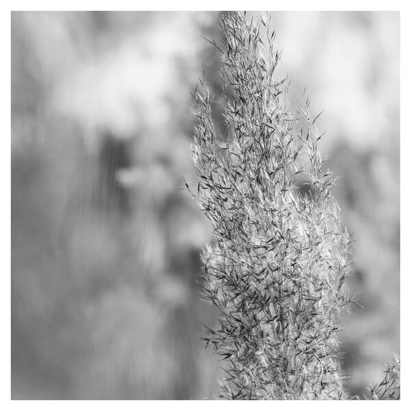 Obraz - Boho pampas grass (30x30 cm)