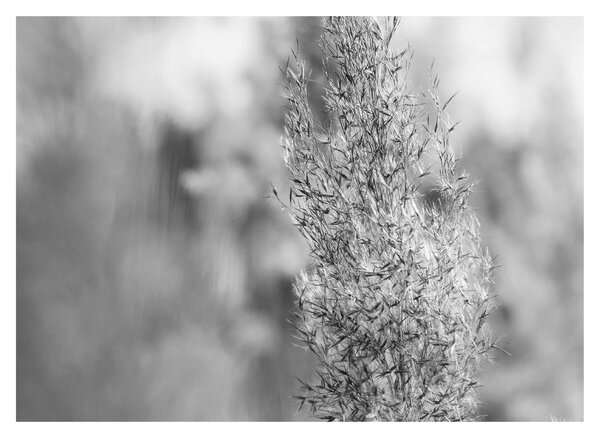 Skleněný obraz - Boho pampas grass (70x50 cm)