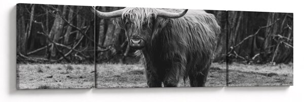 Obraz - Skotská kráva (170x50 cm)