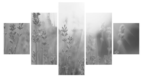 Obraz - Levandule (125x70 cm)
