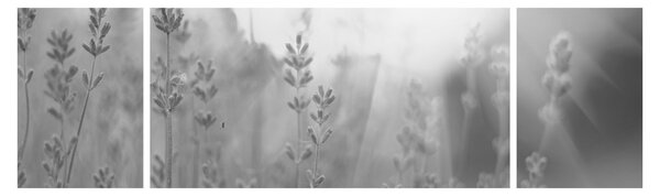 Obraz - Levandule (170x50 cm)
