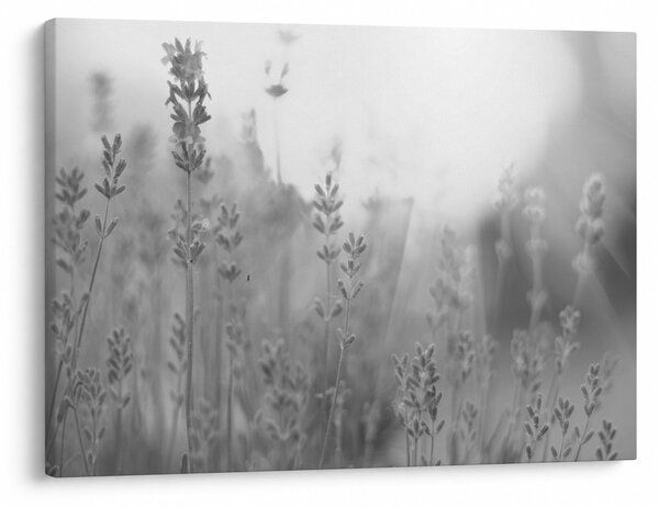 Obraz - Levandule (70x50 cm)