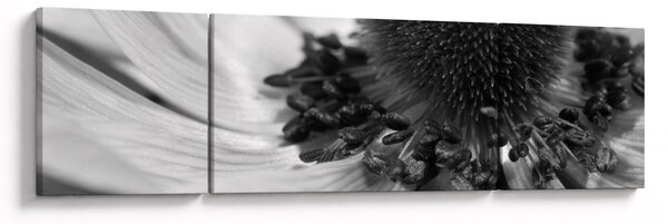 Obraz - Květina v černobílé (170x50 cm)